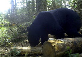 Chase Creek Outfitters